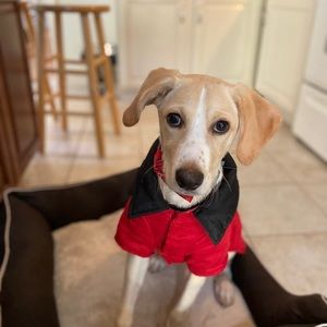 Meet your Poshers, Mae & Emilia — and Rowdy! 🐶